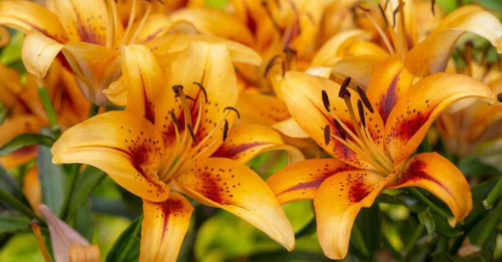 Asiatic Lilies