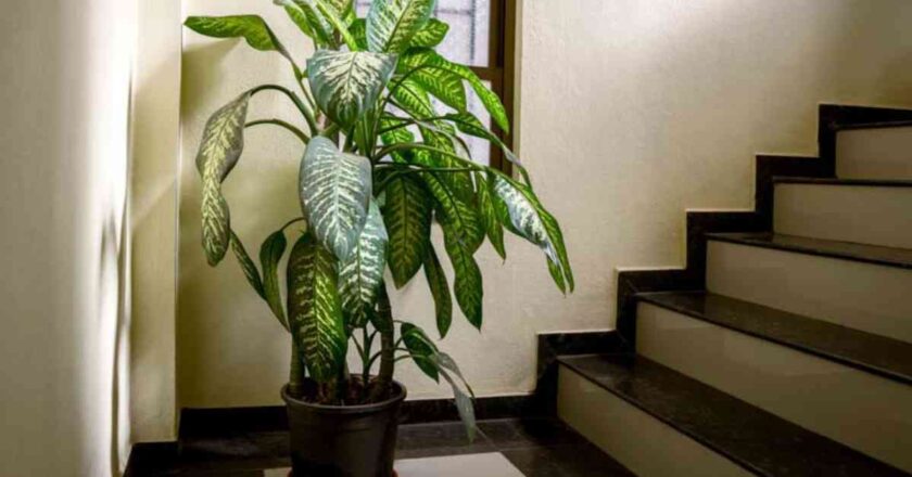 Dieffenbachia: A Comprehensive Guide to Growing and Caring for Dumb Cane