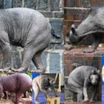 The Fascinating World of Hairless Bears: A Comprehensive Guide