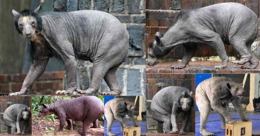 The Fascinating World of Hairless Bears: A Comprehensive Guide