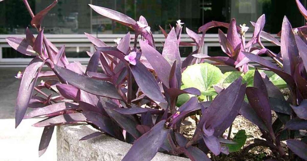 Tradescantia