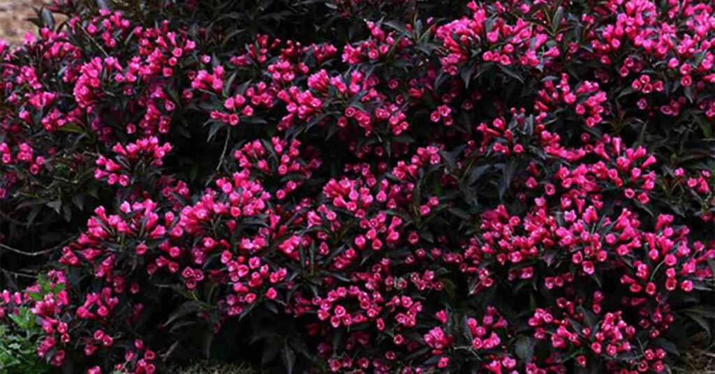 Weigela