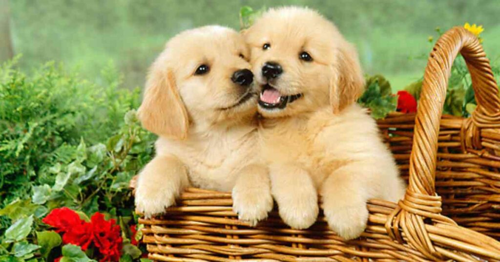 Golden Retriever Puppies