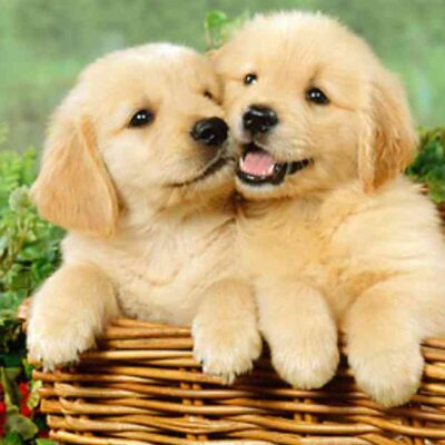 Golden Retriever Puppies: The Ultimate Guide to Owning and Caring for a Golden Bundle of Joy